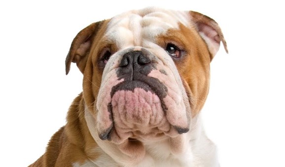 engelse-bulldog740x433