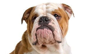 engelse-bulldog740x433